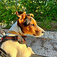 Shenron participe au concours pour gagner de l'argent avec cette photo : dog, jack_russell_terrier, pet, car, window, harness, outdoor, sunlight, greenery, nature, animal, canine, side_view, fur, ears, snout, leash, travel, road, daytime