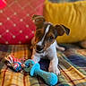 Shenron participe au concours pour gagner de l'argent avec cette photo : animal, blanket, blue_toy, closeup, curious, cushion, cute, dog, ears, face, indoor, lying_down, pet, plaid, puppy, red_cushion, rope_toy, toy, yellow_cushion, young_dog