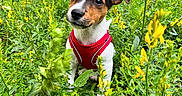 Shenron participe au concours pour gagner de l'argent avec cette photo : animal, curious, cute, dog, ears, field, grass, greenery, nature, outdoor, pet, plants, portrait, puppy, red_harness, small_dog, spring, sunlight, yellow_flowers, young_dog