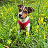 Shenron participe au concours pour gagner de l'argent avec cette photo : puppy, dog, red_harness, greenery, yellow_flowers, grass, outdoor, nature, cute, animal, young_dog, field, plants, sunlight, spring, curious, pet, small_dog, ears, portrait
