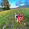 Shenron a rejoint le concours — aidez-le/la à gagner de superbes lots ! dog, puppy, grass, field, nature, outdoor, hills, sky, clouds, tree, greenery, animal, pet, red_harness, curious, small_dog, sunlight, landscape, scenery, playful