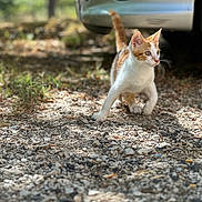Ginger participe au concours pour gagner de l'argent avec cette photo : kitten, cat, orange_and_white, outdoor, gravel, curious, animal, pet, car_bumper, sunlight, nature, walking, young_cat, playful, fur, whiskers, tail, focused, ground, daylight