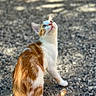 cat, orange_and_white, curious, sitting, outdoor, gravel, tail, fur, sunlight, animal, pet, looking_up, whiskers, ears, nature, daylight, small, feline, mammal, cute