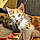 Ginger