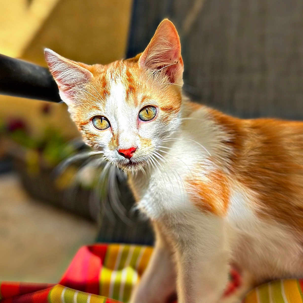 Ginger