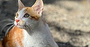 Ginger participe au concours pour gagner de l'argent avec cette photo : alert, animal, cat, cute, ears, eyes, fur, gravel, ground, kitten, mammal, nature, orange_and_white, outdoor, pet, shadows, small, sunlight, whiskers, young