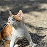 cat, kitten, orange_and_white, animal, pet, outdoor, sunlight, shadows, fur, whiskers, ears, eyes, ground, gravel, nature, young, cute, small, alert, mammal