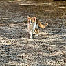 cat, kitten, orange_and_white, walking, gravel, outdoor, sunlight, shadow, nature, animal, curious, young, fur, whiskers, ears, tail, ground, daylight, small, pet