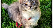 Ruby a rejoint le concours — aidez-le/la à gagner de superbes lots ! animal, cat, collar, cute, ears, feline, fluffy, grass, gray_cat, greenery, nature, outdoor, paw, pet, portrait, relaxed, sunlight, whiskers, white_cat, young_cat