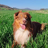 Aïto a rejoint le concours — aidez-le/la à gagner de superbes lots ! animal, blue_sky, brown_dog, canine, daytime, dog, field, fur, grass, happy, hill, landscape, mammal, nature, outdoor, pet, playful, sunlight, tongue_out, white_fur