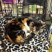 Dorean is registered to the contest to win money with this photo: calico_cat, sleeping_cat, cat, cage, blanket, leopard_print, indoor, pet, feline, fur, animal, resting, chair, cat_furniture, advertisement, sign, can, black_chair, pet_care, cozy