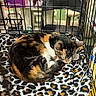 calico_cat, sleeping_cat, cat, cage, blanket, leopard_print, indoor, pet, feline, fur, animal, resting, chair, cat_furniture, advertisement, sign, can, black_chair, pet_care, cozy