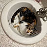 Dorean joined the competition — help win amazing prizes! cat, calico, sink, bathroom, faucet, soap, countertop, curled_up, looking_up, pet, domestic_animal, whiskers, fur, ears, eyes, tail, relaxed, indoor, household, cute