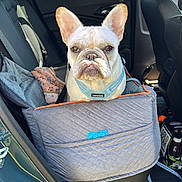 Moe joined the competition — help win amazing prizes! dog, french_bulldog, car, car_interior, pet_seat, harness, window, gas_station, daylight, seatbelt, vehicle, leash, door, blanket, pet, animal, transport, restraint, sitting, ears