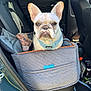 dog, french_bulldog, car, car_interior, pet_seat, harness, window, gas_station, daylight, seatbelt, vehicle, leash, door, blanket, pet, animal, transport, restraint, sitting, ears