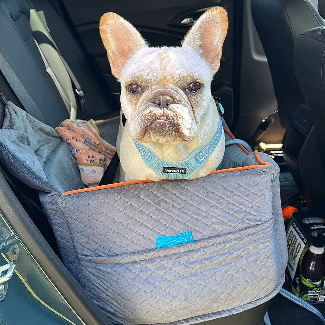 Moe joined the competition — help win amazing prizes! animal, blanket, car, car_interior, daylight, dog, door, ears, french_bulldog, gas_station, harness, leash, pet, pet_seat, restraint, seatbelt, sitting, transport, vehicle, window