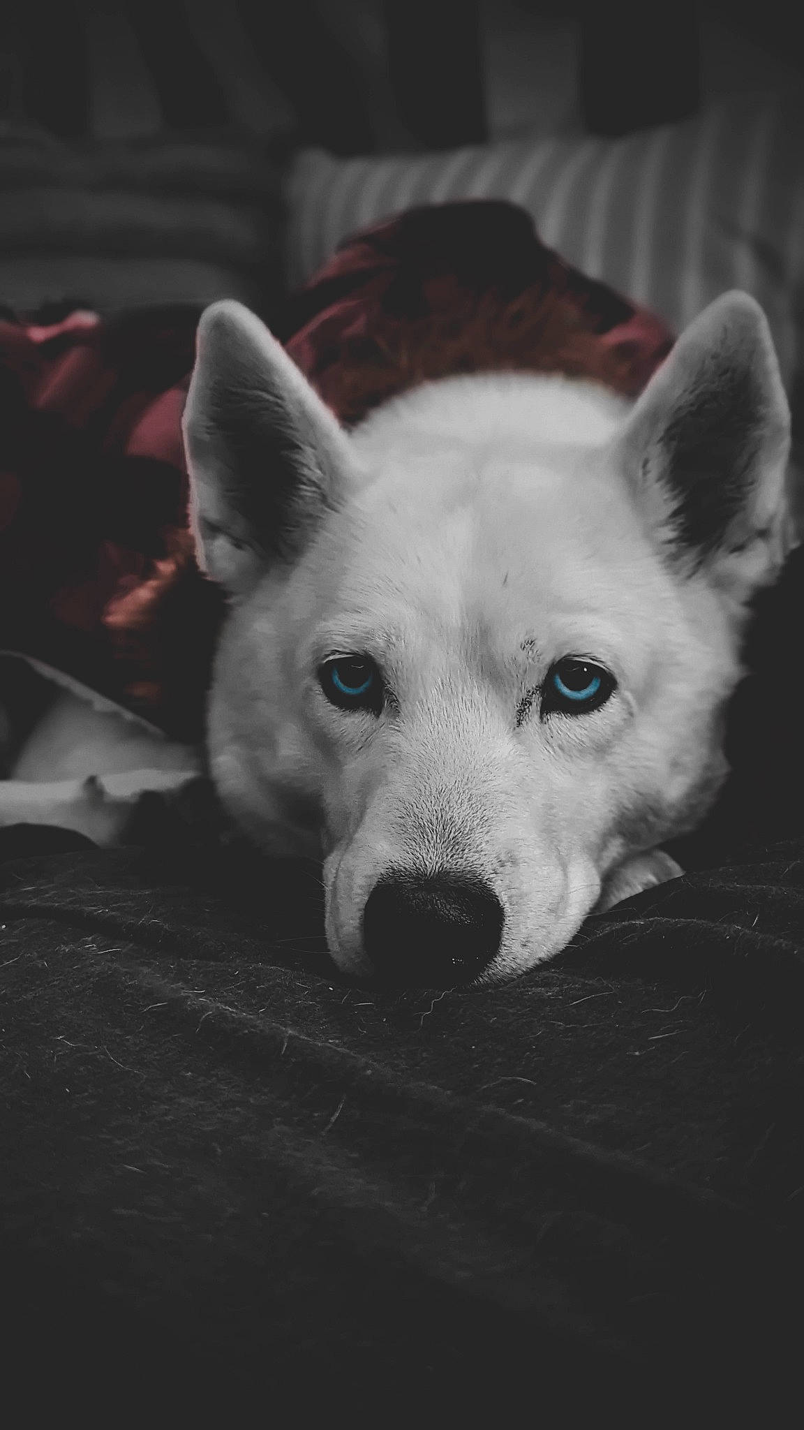 Chloe joined the competition — help win amazing prizes! ancient_dog_breeds, canidae, carnivore, companion_dog, darkness, dog, dog_breed, ear, eye, fawn, fur, jaw, monochrome, monochrome_photography, non_sporting_group, puppy, sporting_group, terrestrial_animal, toy_dog, whiskers