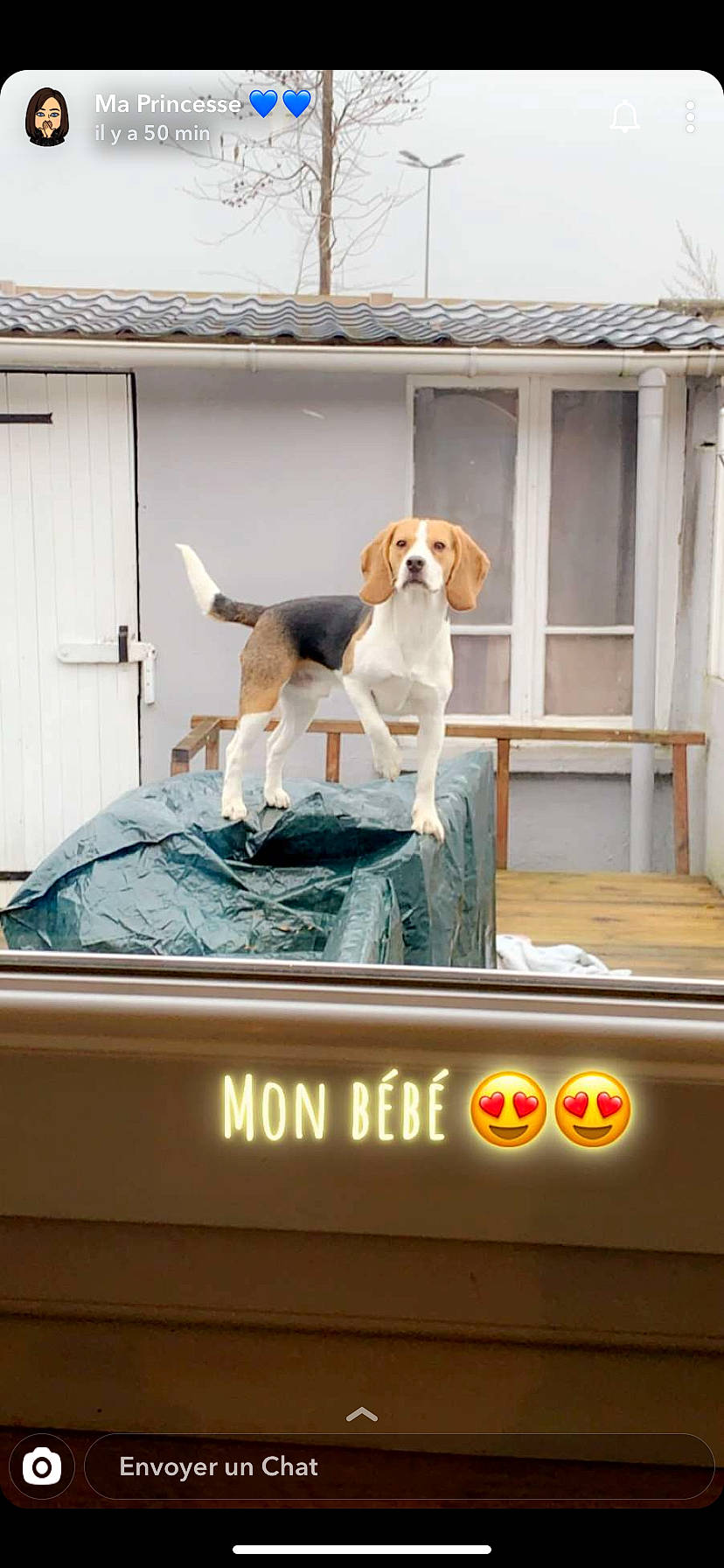 Pepsi participe au concours pour gagner de l'argent avec cette photo : advertising, american_foxhound, beagle, beagle_harrier, canidae, carnivore, companion_dog, coonhound, dog, dog_breed, english_foxhound, finnish_hound, harrier, hound, hunting_dog, pocket_beagle, scent_hound, sporting_group, treeing_walker_coonhound, window