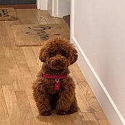 Chloé a rejoint le concours — aidez-le/la à gagner de superbes lots ! dog, brown, fluffy, collar, pet, indoor, wooden_floor, hallway, calm, cute, small_dog, sitting, curious, domestic_animal, fur, animal, companion, cute_pet, home, quiet