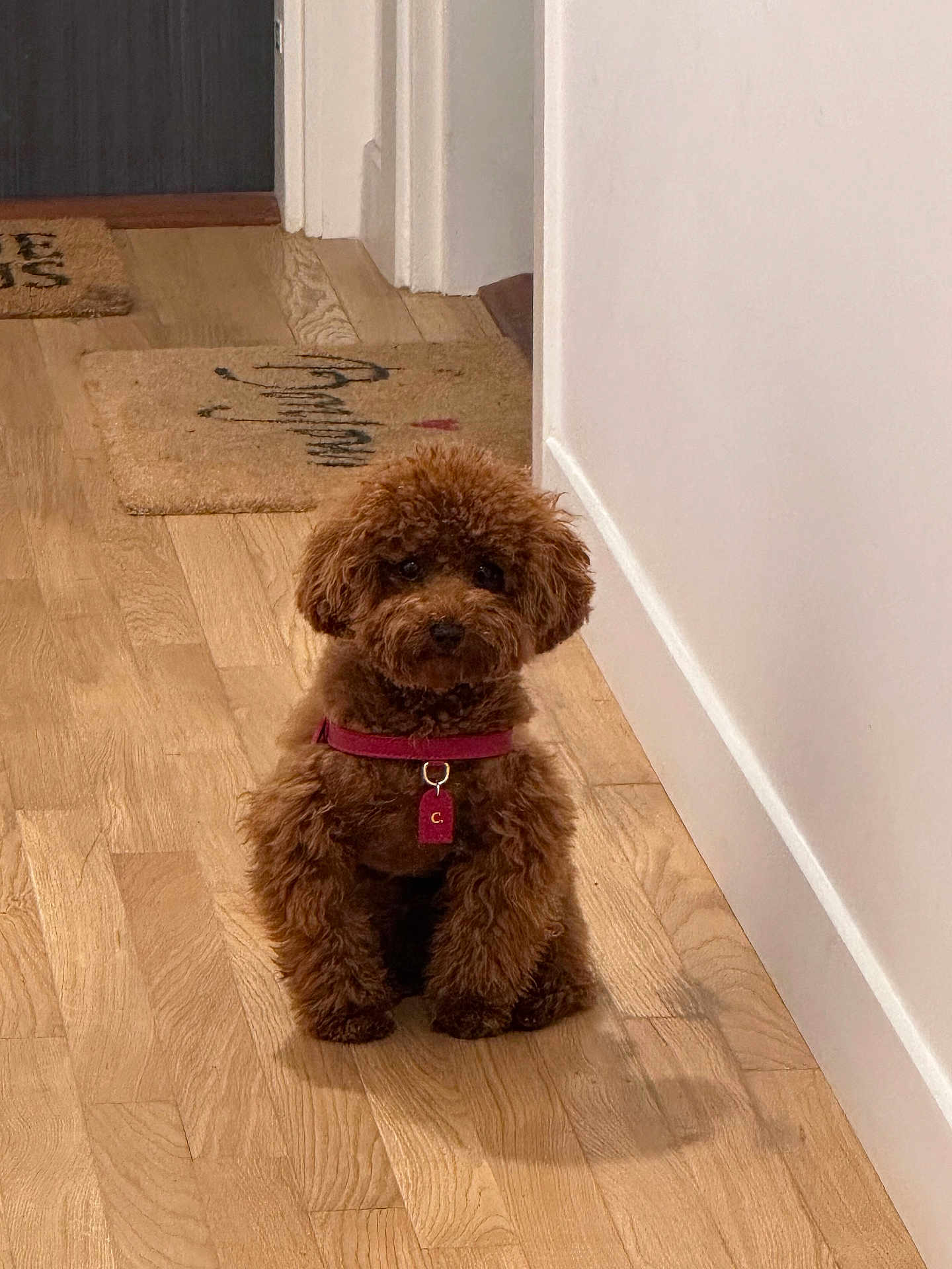Chloé a rejoint le concours — aidez-le/la à gagner de superbes lots ! dog, brown, fluffy, collar, pet, indoor, wooden_floor, hallway, calm, cute, small_dog, sitting, curious, domestic_animal, fur, animal, companion, cute_pet, home, quiet