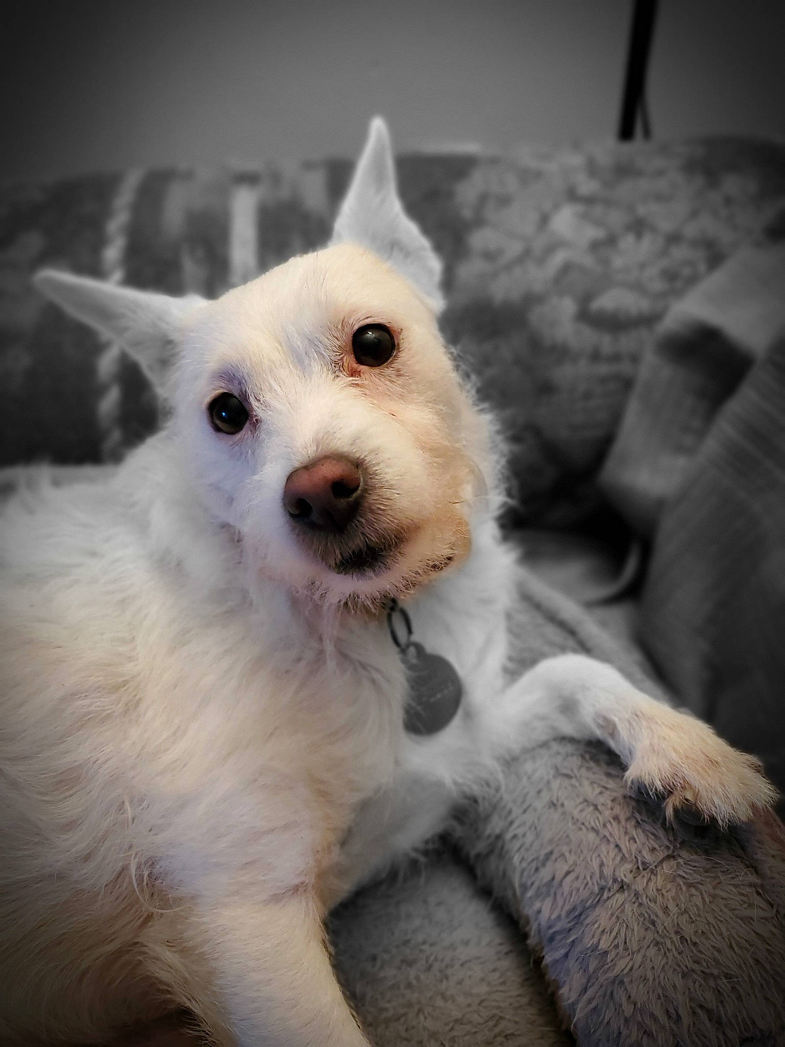 Ruby joined the competition — help win amazing prizes! canidae, carnivore, companion_dog, dog, dog_breed, mammal, puppy, rare_breed_dog, vertebrate, west_highland_white_terrier, white_shepherd