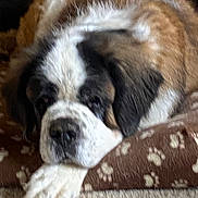 Kody is registered to the contest to win money with this photo: dog, saint_bernard, pet_bed, brown, white, black, fur, paw_prints, sleepy, resting, indoors, carpet, canine, mammal, animal, cute, laying_down, face, nose, ear