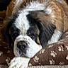 dog, saint_bernard, pet_bed, brown, white, black, fur, paw_prints, sleepy, resting, indoors, carpet, canine, mammal, animal, cute, laying_down, face, nose, ear