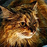 animal, black, brown, cat, close_up, domestic_cat, ears, expression, face, feline, fur, golden_eyes, mammal, nature, orange, painting_style, portrait, texture, whiskers