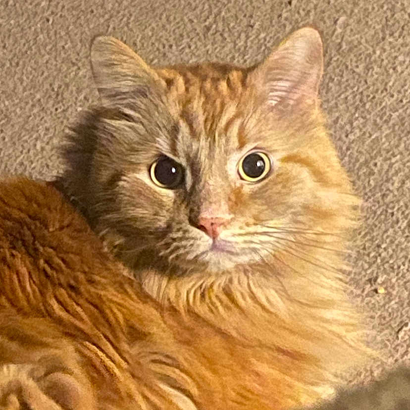 Nugget joined the competition — help win amazing prizes! alert, animal, carpet, cat, close_up, curious, cute, domestic_animal, ears, feline, fluffy, fur, indoor, looking, mammal, orange_tabby, pet, portrait, whiskers, wide_eyes