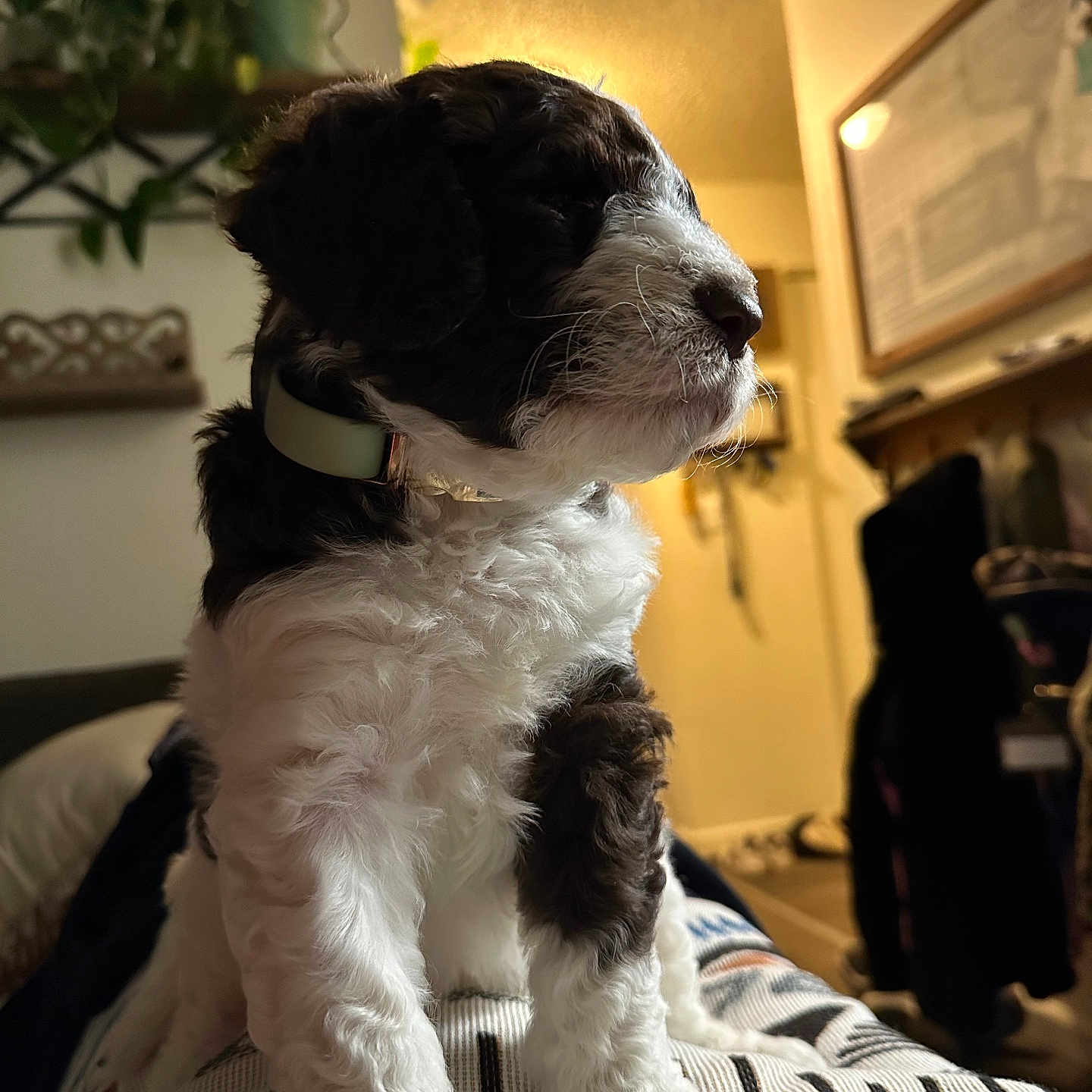 Winston joined the competition — help win amazing prizes! adult, animal, architecture, building, canine, couch, cushion, dog, female, furniture, indoors, livingroom, person, pet, plant, pottedplant, puppy, room, terrier, woman