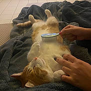 Luz a rejoint le concours — aidez-le/la à gagner de superbes lots ! animal, blanket, brushing, cat, comfort, cozy, cute, domestic_animal, floor, furniture, ginger_cat, hands, home, indoor, nails, pet, relaxing, resting, tile_floor, white_cat