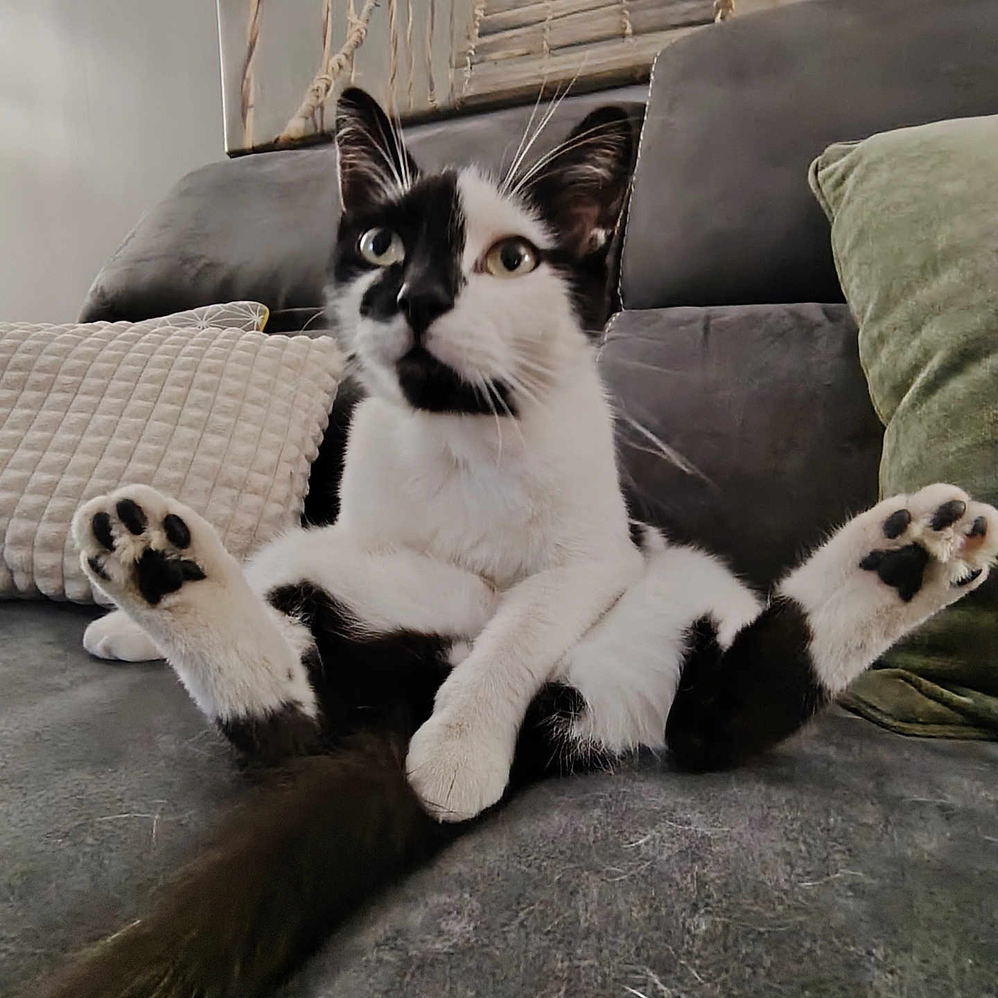 Lyor participe au concours pour gagner de l'argent avec cette photo : animal, black_and_white, blanket, cat, couch, cozy, cushion, cute, ears, feline, funny_pose, fur, home, indoor, paw_pads, pet, relaxed, sitting, tail, whiskers