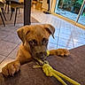 puppy, dog, indoor, toy, rope, couch, floor, tile, paws, playing, pet, young, brown, ears, face, eyes, chewing, hand, furniture, window