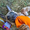 dog, playful, orange_cloth, bottle, grass, outdoor, curious_eyes, animal, pet, canine, lying_down, mouth, fur, ears, close_up, nature, daylight, chewing, young_dog, background_blur
