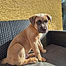 Binouze a rejoint le concours — aidez-le/la à gagner de superbes lots ! adorable, animal, canine, chair, companion, cute, daylight, dog, domestic_animal, fur, outdoor, pet, portrait, puppy, relaxing, sitting, sunlight, woven_chair, yellow_wall, young_dog