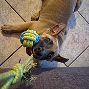 Binouze participe au concours pour gagner de l'argent avec cette photo : puppy, dog, playing, rope_toy, tug_of_war, tile_floor, brown_dog, pet, animal, indoor, cute, young_dog, canine, ears, mouth, teeth, fur, fun, chewing, toy