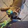 puppy, dog, playing, rope_toy, tug_of_war, tile_floor, brown_dog, pet, animal, indoor, cute, young_dog, canine, ears, mouth, teeth, fur, fun, chewing, toy