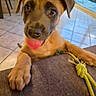 puppy, dog, tongue_out, paw, toy, rope_toy, indoor, floor_tiles, couch, brown_fur, cute, playful, pet, animal, close_up, looking_at_camera, ears, nose, happy, young