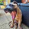 puppy, dog, yawning, tongue, outdoor, patio, floor, woven_chair, blurred_background, cute, young_dog, sitting, animal, pet, tongue_out, sunny, texture, playful, canine, expression