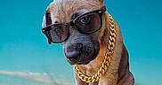 Binouze a rejoint le concours — aidez-le/la à gagner de superbes lots ! accessory, animal, blue_sky, cool, cute, dog, fashion, gold_chain, ground, outdoor, pet, portrait, puppy, sit, style, summer, sunglasses, sunny, texture, young_dog