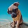 accessory, animal, blue_sky, cool, cute, dog, fashion, gold_chain, ground, outdoor, pet, portrait, puppy, sit, style, summer, sunglasses, sunny, texture, young_dog