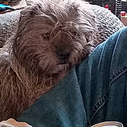 Stellamae is registered to the contest to win money with this photo: animal, blue_jeans, can, casual, close_up, companion, cozy, curious, denim, dog, fur, furniture, household, indoor, nutrition_facts, pet, relaxed, resting, shaggy, soda