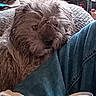 animal, blue_jeans, can, casual, close_up, companion, cozy, curious, denim, dog, fur, furniture, household, indoor, nutrition_facts, pet, relaxed, resting, shaggy, soda