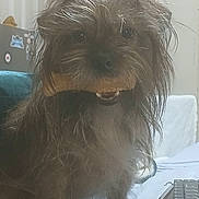 Stellamae joined the competition — help win amazing prizes! animal, black, bone, brown, closeup, companion, cozy, cute, dog, fur, home, indoor, keyboard, mouth, pet, scruffy, sitting, technology, toy, white