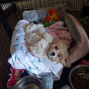 Lola May is registered to the contest to win money with this photo: animal, bed, blanket, cozy, crate, cute, dog, fluffy, food_bowl, fur, indoor, pet, pink, puppy, relaxed, resting, sleepy, small_dog, toy, water_bowl