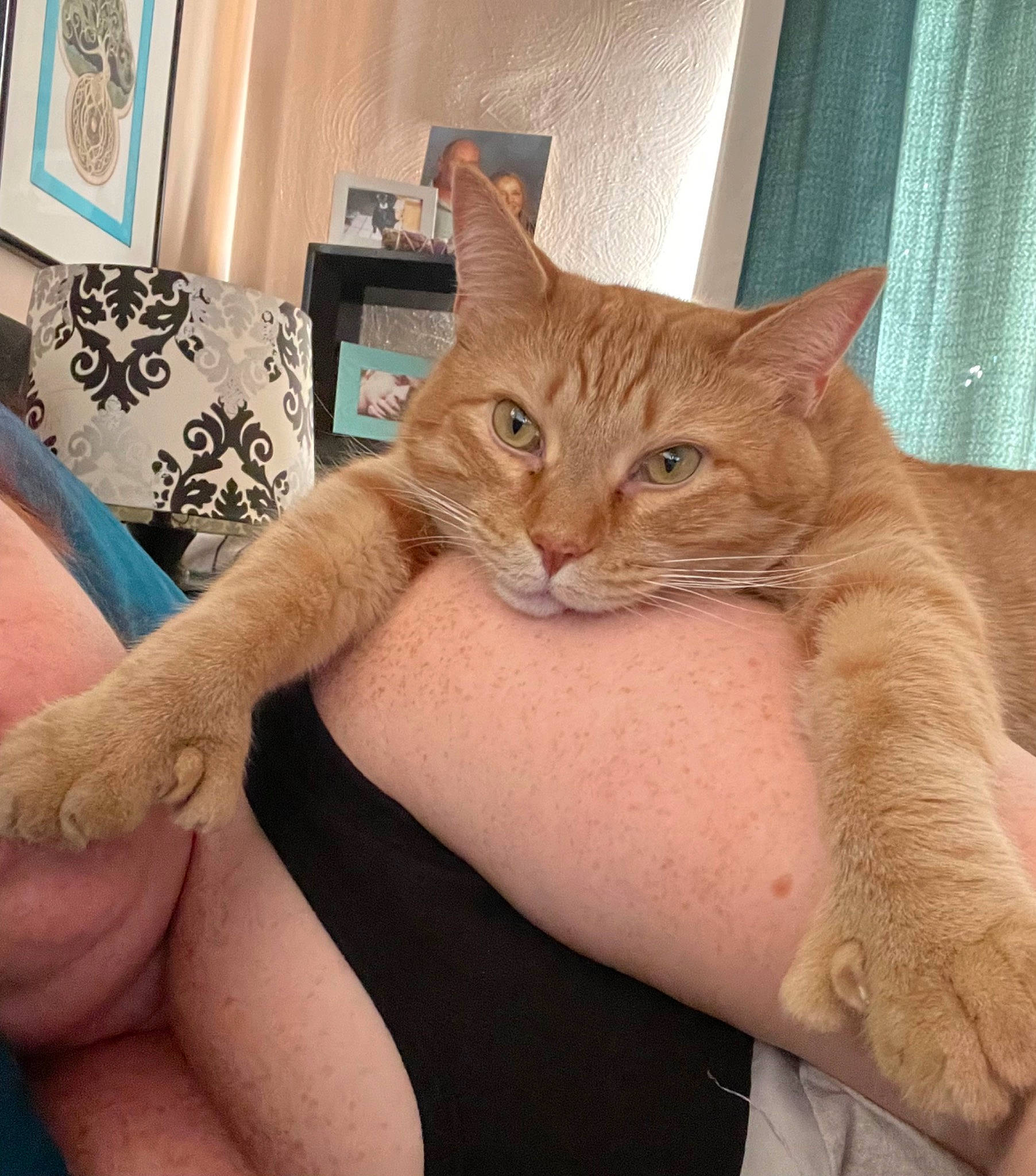 Vinny joined the competition — help win amazing prizes! carnivore, cat, comfort, domestic_short_haired_cat, fawn, felidae, finger, fur, gesture, hand, human_leg, lap, mammal, nail, picture_frame, small_to_medium_sized_cats, tail, textile, vertebrate, whiskers