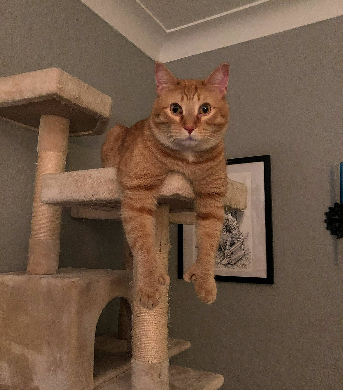 Vinny joined the competition — help win amazing prizes! art, carnivore, cat, cat_supply, domestic_short_haired_cat, fawn, felidae, flooring, fur, head, pet_supply, picture_frame, plaster, room, small_to_medium_sized_cats, snout, stairs, tail, whiskers, wood
