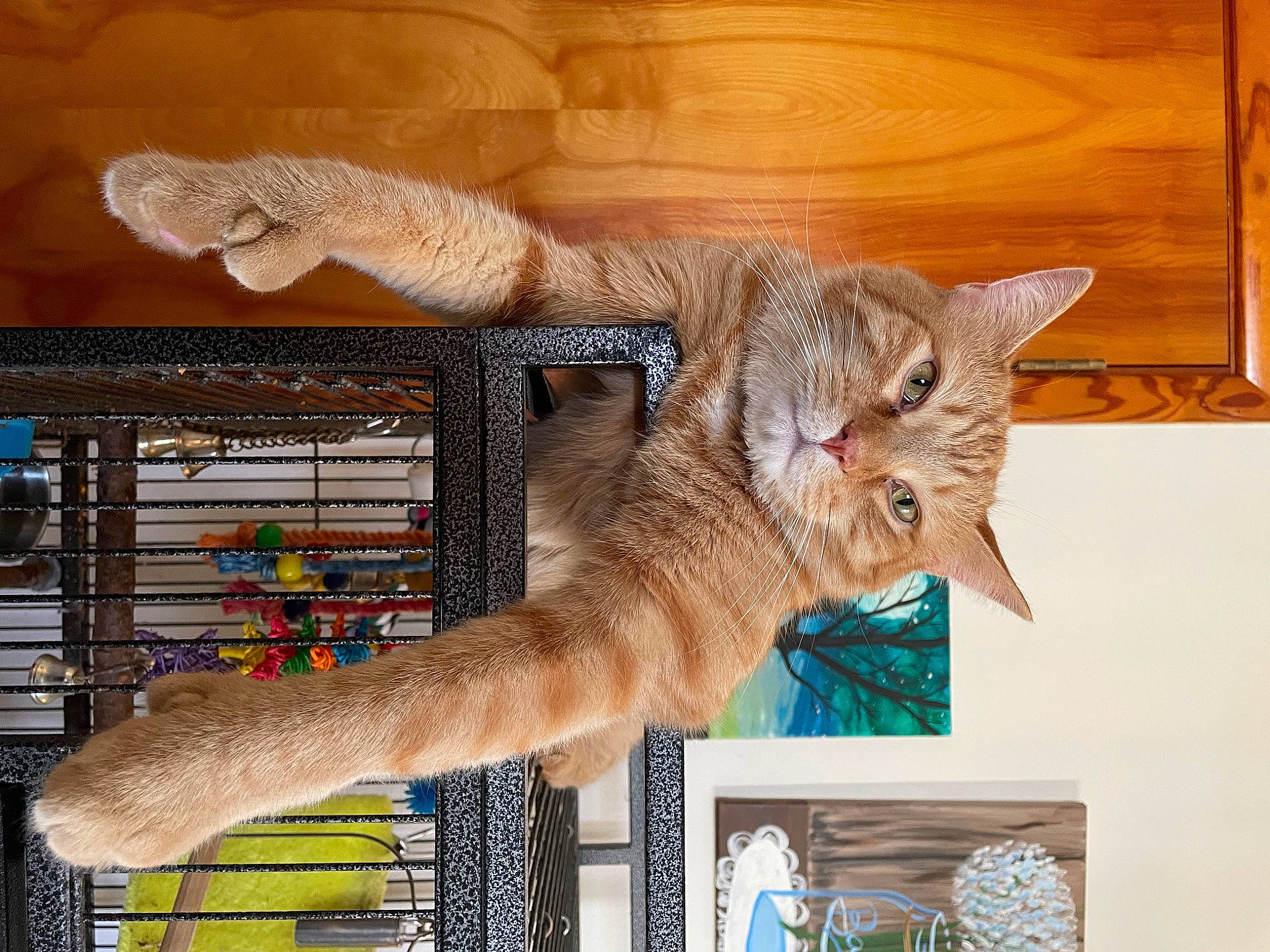 Vinny joined the competition — help win amazing prizes! art, carnivore, cat, claw, domestic_short_haired_cat, fawn, felidae, fur, hardwood, mammal, room, small_to_medium_sized_cats, tail, whiskers, window, wood