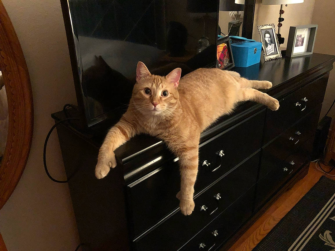 Vinny joined the competition — help win amazing prizes! cabinetry, carnivore, cat, claw, comfort, domestic_short_haired_cat, drawer, eye, fawn, felidae, fur, hardwood, lap, paw, room, small_to_medium_sized_cats, snout, tail, whiskers, wood