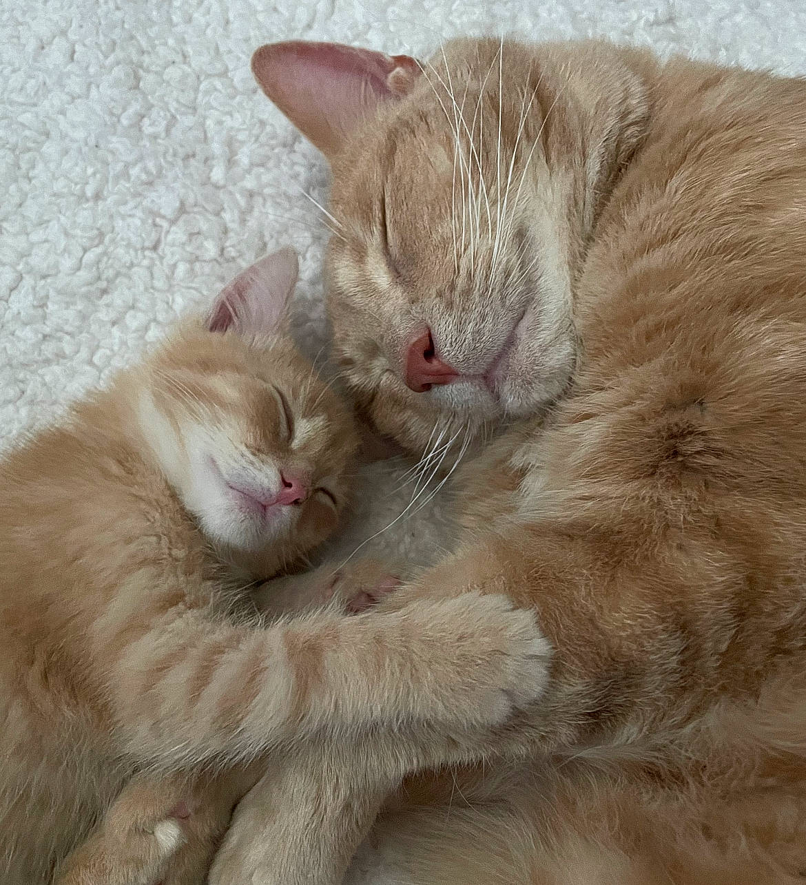 Stanley Gus joined the competition — help win amazing prizes! carnivore, cat, cat_bed, claw, comfort, domestic_short_haired_cat, fawn, felidae, fur, nap, paw, sleep, small_to_medium_sized_cats, snout, tail, whiskers